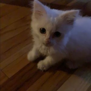 Meet your Posher, Savannah